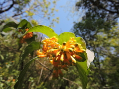 Cestrum lorentzianum