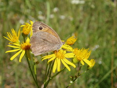 Hyponephele lycaon