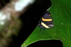 Isapis agyrtus