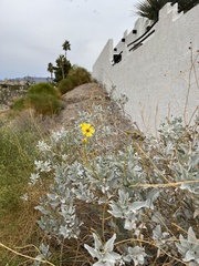 Encelia farinosa