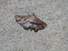 Lepidoptera