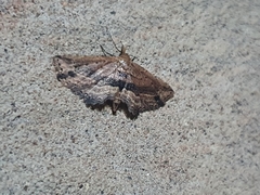 Lepidoptera