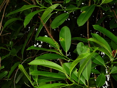 Sapium glandulosum