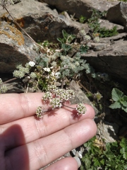 Chaerophyllum humile