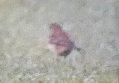 Emberizidae