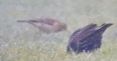 Emberizidae