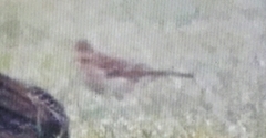Emberizidae