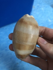 Macrocypraea zebra