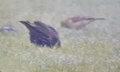 Emberizidae