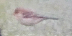 Emberizidae