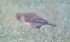 Emberizidae