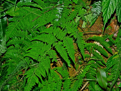 Acystopteris tenuisecta (Acystopteris tenuisecta)