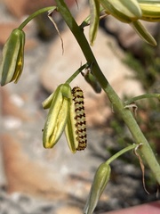 Albuca suaveolens