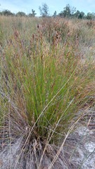 Thamnochortus punctatus