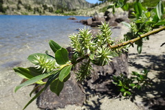 Salix hastata