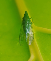 Dictyopharina