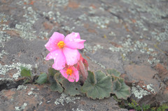 Begonia tafiensis