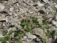 Chaerophyllum humile