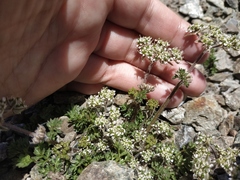 Chaerophyllum humile