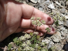 Chaerophyllum humile