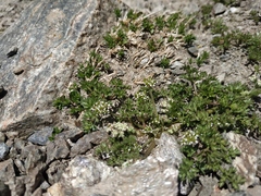 Chaerophyllum humile