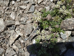 Chaerophyllum humile