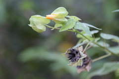 Abutilon hypoleucum