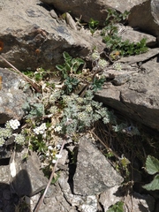 Chaerophyllum humile