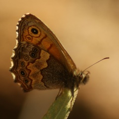 Paramacera xicaque xicaque