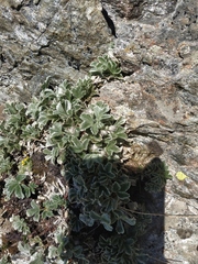 Potentilla divina