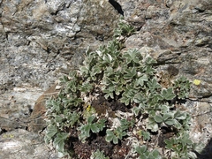 Potentilla divina