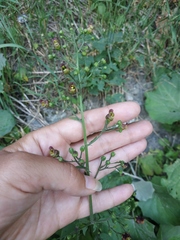 Scrophularia scopolii