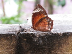 Elymnias hypermnestra