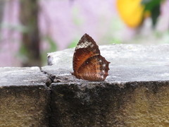 Elymnias hypermnestra