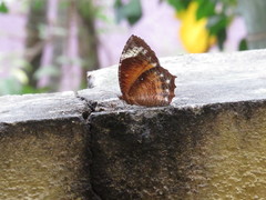 Elymnias hypermnestra