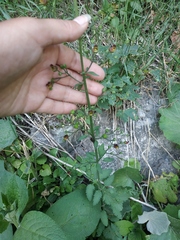 Scrophularia scopolii