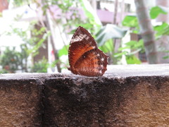 Elymnias hypermnestra