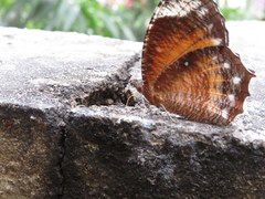 Elymnias hypermnestra