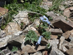 Corydalis alpestris