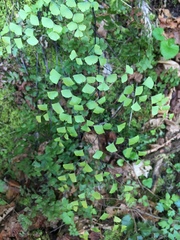 Adiantum shastense
