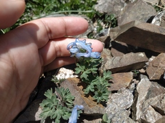Corydalis alpestris