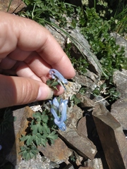 Corydalis alpestris