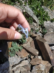 Corydalis alpestris