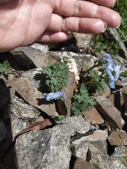 Corydalis alpestris