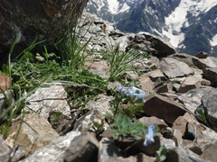 Corydalis alpestris