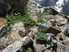 Corydalis alpestris