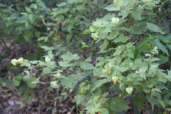 Abutilon hypoleucum