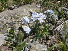 Eritrichium caucasicum