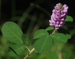 Grona heterocarpos strigosa