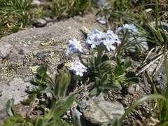 Eritrichium caucasicum